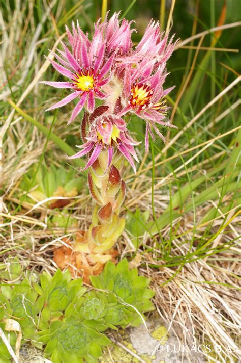 屋頂長生花|Sempervivum tectorum L. 